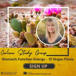 Stomach Function Energy